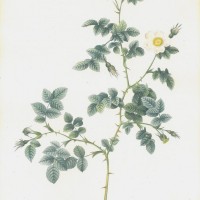BLUMEN. - Rosen. Bild 1