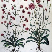 HORTUS EYSTETTENSIS. Bild 1