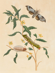 Picture 1