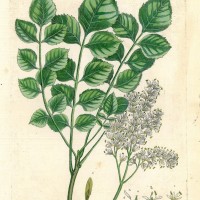 HEILPFLANZEN. - Manna-Esche. Picture 1