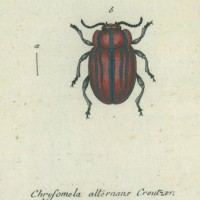 Panzer, Georg Wolfgang Franz. Bild 1