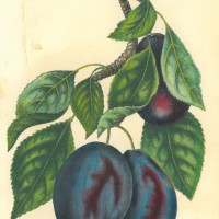 FRÜCHTE. - Pflaume. Picture 1
