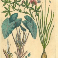 BLUMEN. - Winden. Bild 1