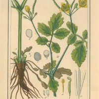 HEILPFLANZEN. - Schöllkraut. Picture 1