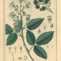 FRÜCHTE. - Brombeere. Picture 1