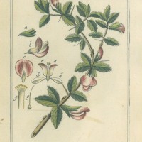 HEILPFLANZEN. - Bocks-Hauhechel. Picture 1