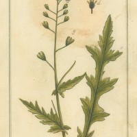 HEILPFLANZEN. - Hirtentäschel. Bild 1