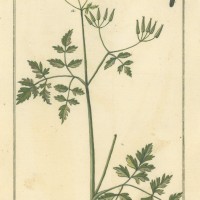 HEILPFLANZEN. - Kerbel. Picture 1