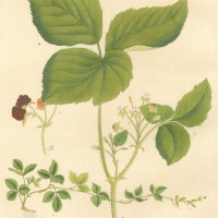 FRÜCHTE. - Brombeere. Bild 1
