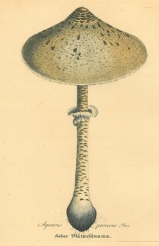 Picture 1