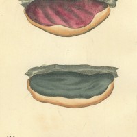 PILZE. - Löcherschwamm. Bild 1