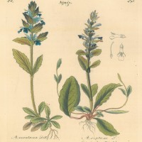 HEILPFPLANZEN. - Günsel. Bild 1
