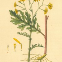 HEILPFLANZEN. - Greiskraut. Picture 1