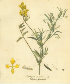Picture 1