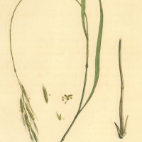 PFLANZEN. - Gräser. - Trespe. Bild 1