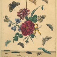SCHMETTERLINGE. Picture 1