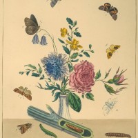 SCHMETTERLINGE. Picture 1