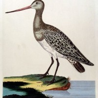VÖGEL. - Schnepfe. Bild 1