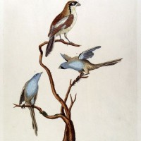 VÖGEL. Picture 1