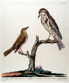 Picture 1