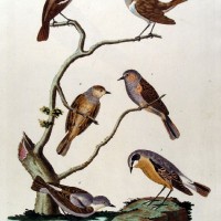 VÖGEL. - Nachtigall. Bild 1
