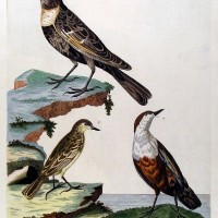 VÖGEL. - Amsel. Bild 1