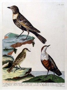 Picture 1