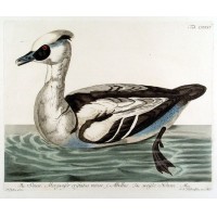 VÖGEL. - Ente. Bild 1