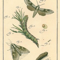 SCHMETTERLINGE. - Kiefernschwärmer. Bild 1