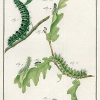 SCHMETTERLINGE. - Kleines Nachtpfauenauge. Bild 1