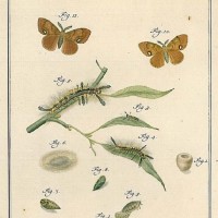 SCHMETTERLINGE. - Bürstenspinner. Picture 1