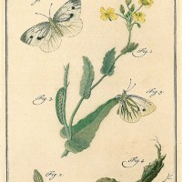 SCHMETTERLINGE. - Rapsweissling. Picture 1