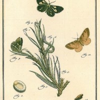SCHMETTERLINGE. - Kiefernspanner. Picture 1