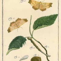 SCHMETTERLINGE. - Erlen-Zackenrandspanner. Picture 1