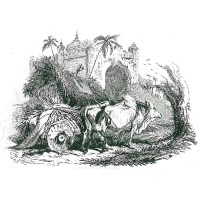 RINDER. - Stier. Picture 1