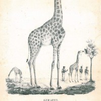 GIRAFFE. Picture 1