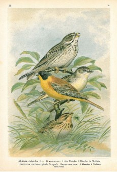 Picture 1