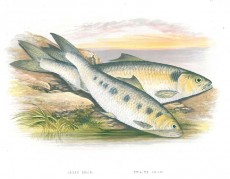 Picture 1