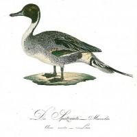 VÖGEL. - Ente. Bild 1
