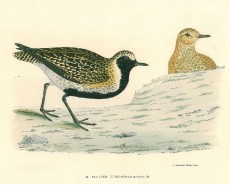 Picture 1