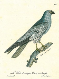 Picture 1