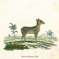 MOSCHUSTIER. - Zwergmoschushirsch. Picture 1