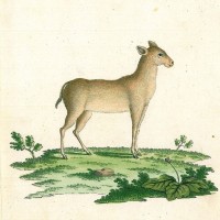 MOSCHUSTIER. - Indianisches Moschus. Bild 1