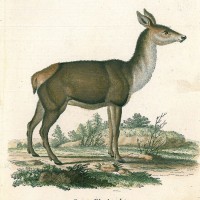 HIRSCH. - Rothirsch. Picture 1