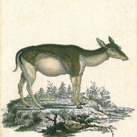 HIRSCH. - Damhirsch. Bild 1