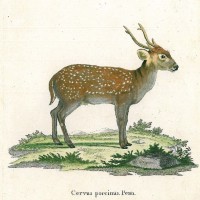 HIRSCH. - Schweinshirsch. Picture 1