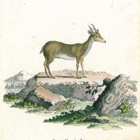HIRSCH. - Muntjak. Bild 1