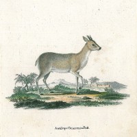 ANTILOPE. - Kronenducker. Bild 1
