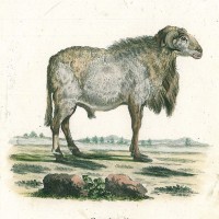 SCHAF. - Guinesisches Schaf. Bild 1