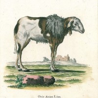 SCHAF. - Guineisches Schaf. Bild 1